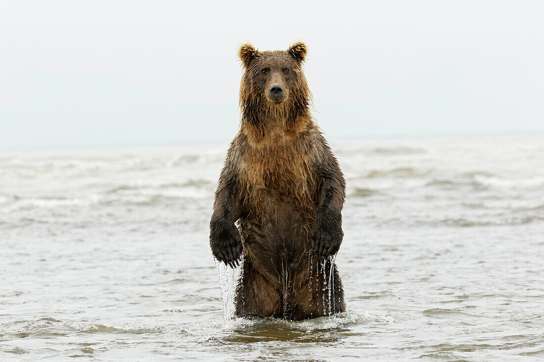 Aufrecht stehender Braunbär, Silver Salmon Creek, Lake Clark National Park, Alaska.