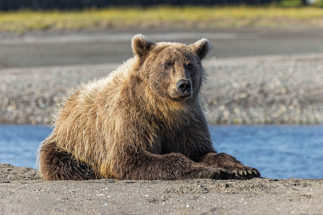 Grizzlybär ruht sich am Ufer aus, Lake Clark National Park and Preserve, Alaska, Silver Salmon Creek