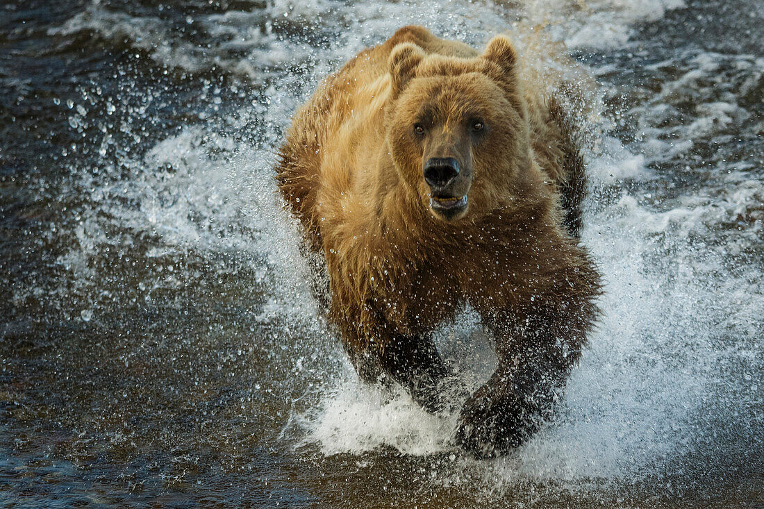 Braunbär beim Angeln, Katmai National Park, Alaska, USA