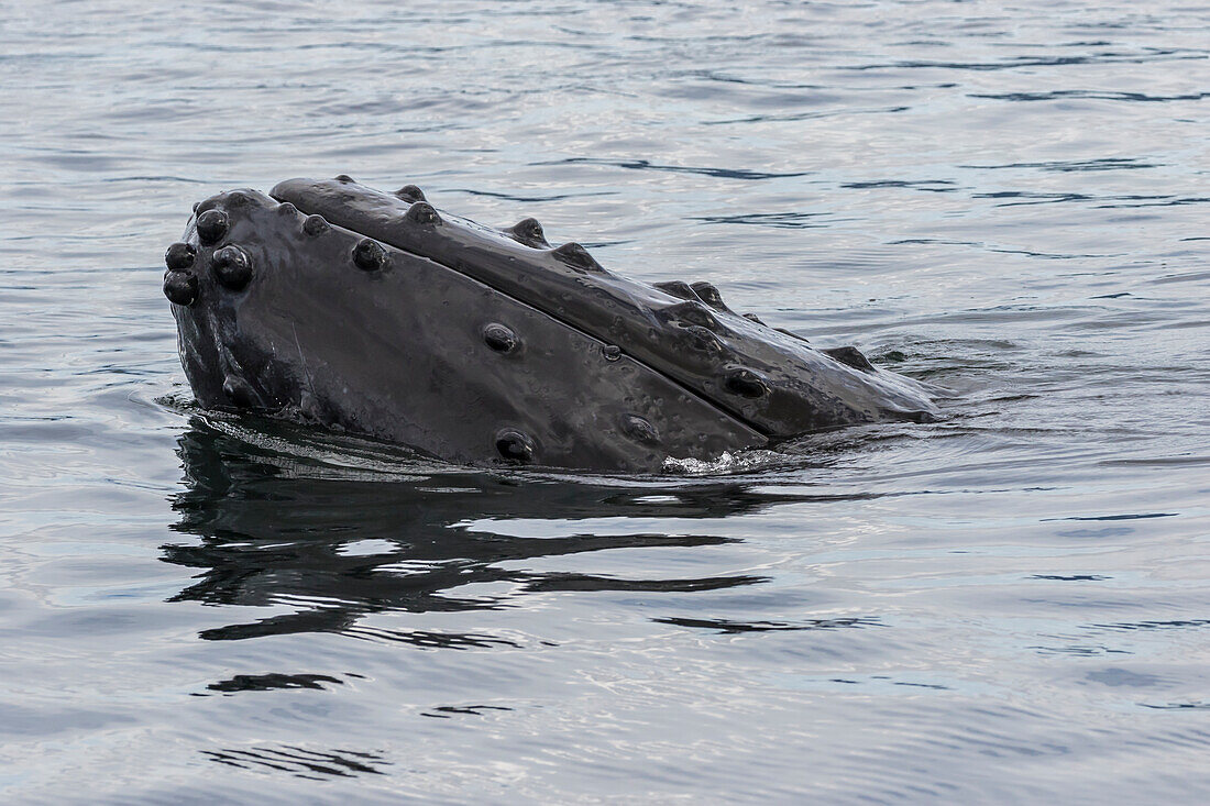 USA, Alaska, Tongass National Forest. Humpback whale's head breaks surface