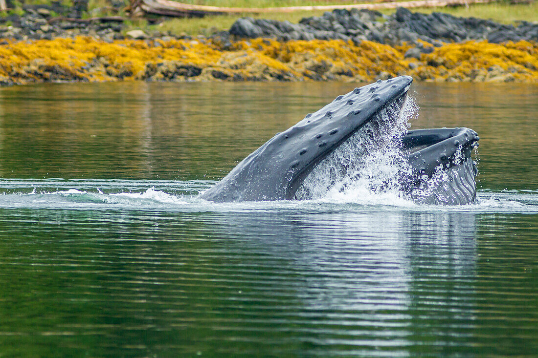 USA, Alaska, Tongass National Forest. Humpback whale lunge feeds