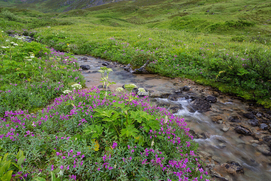 USA, Alaska. Upper Willow Creek und Blumen