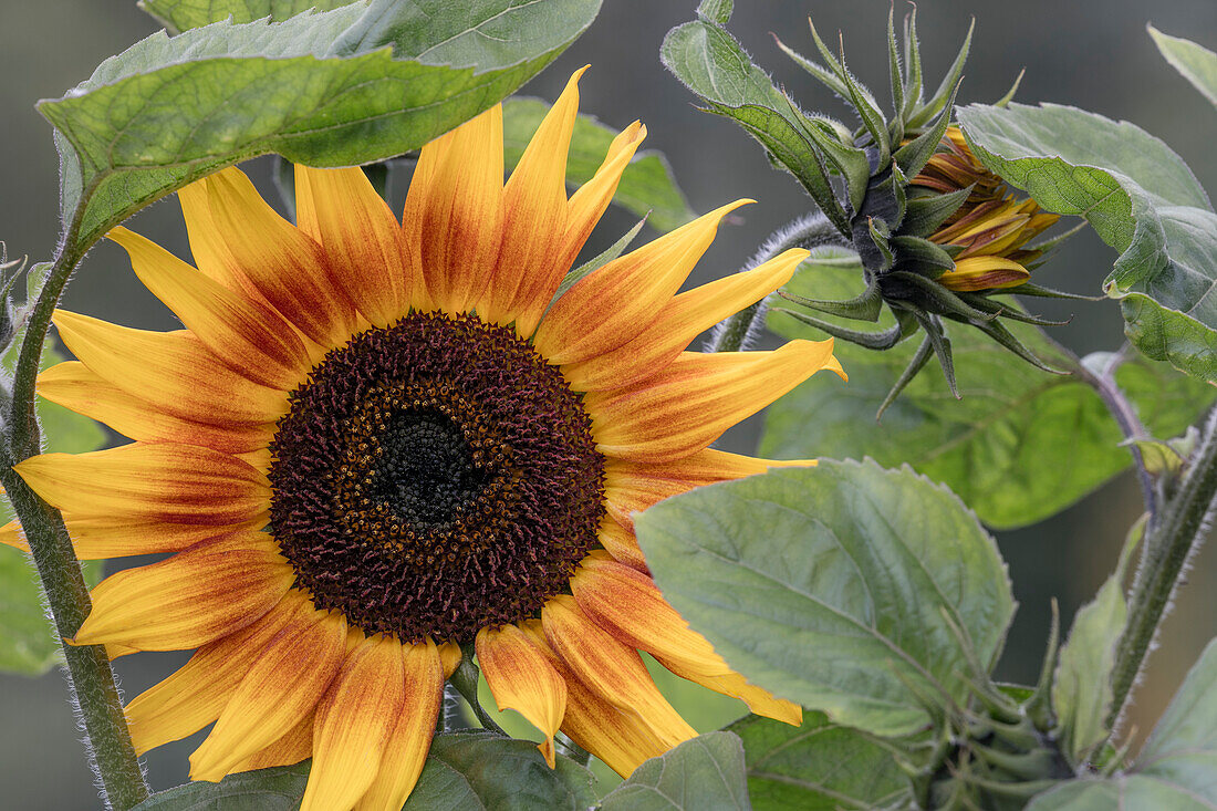 USA, Alaska, Chena Hot Springs. Nahaufnahme einer Sonnenblumenpflanze