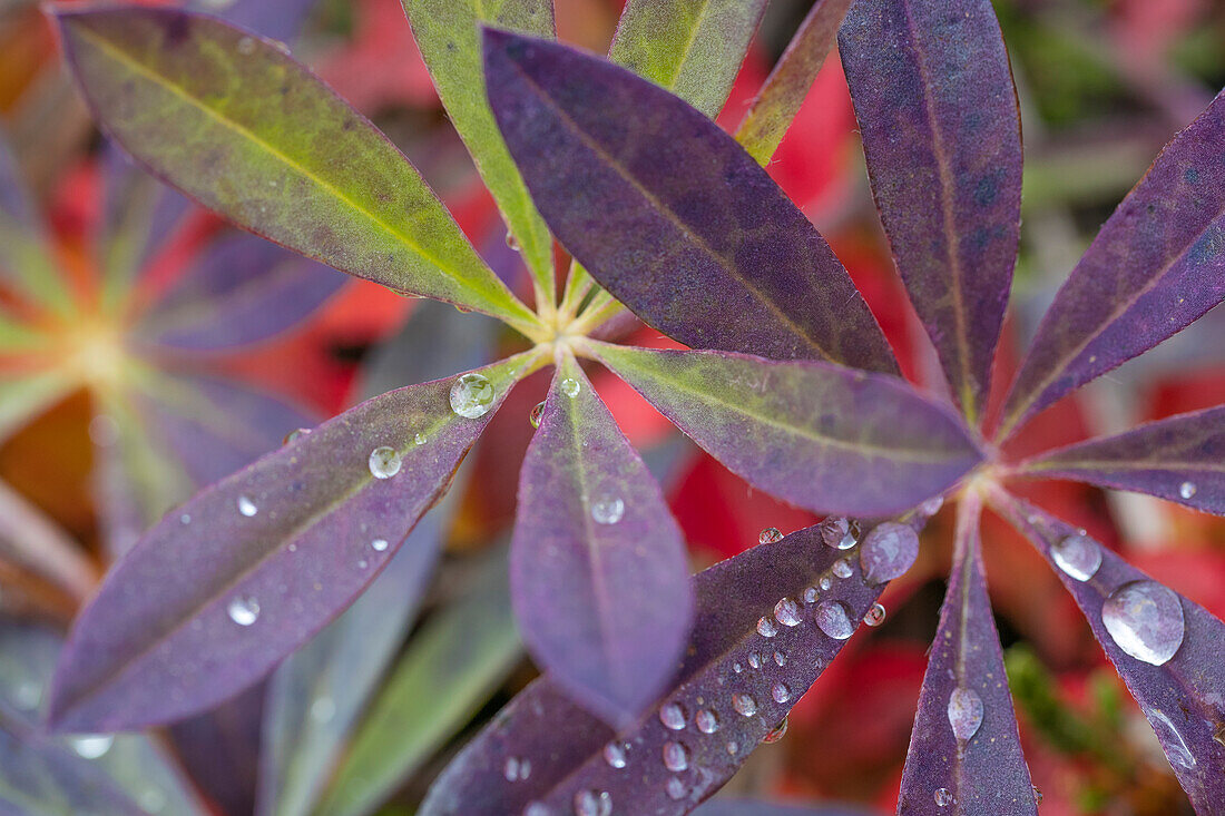 USA, Alaska, Brooks Range. Dewdrops on lupine leaves