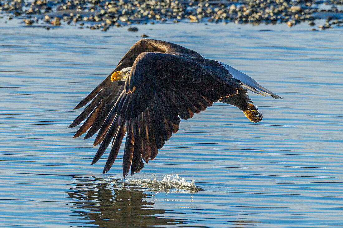 USA, Alaska, Chilkat Bald Eagle Preserve, bald eagle adult flying
