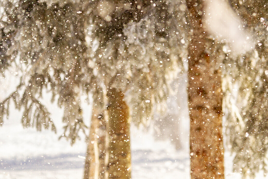 USA, Alaska. Nahaufnahme von Frost, der im Winter von Ästen fällt.