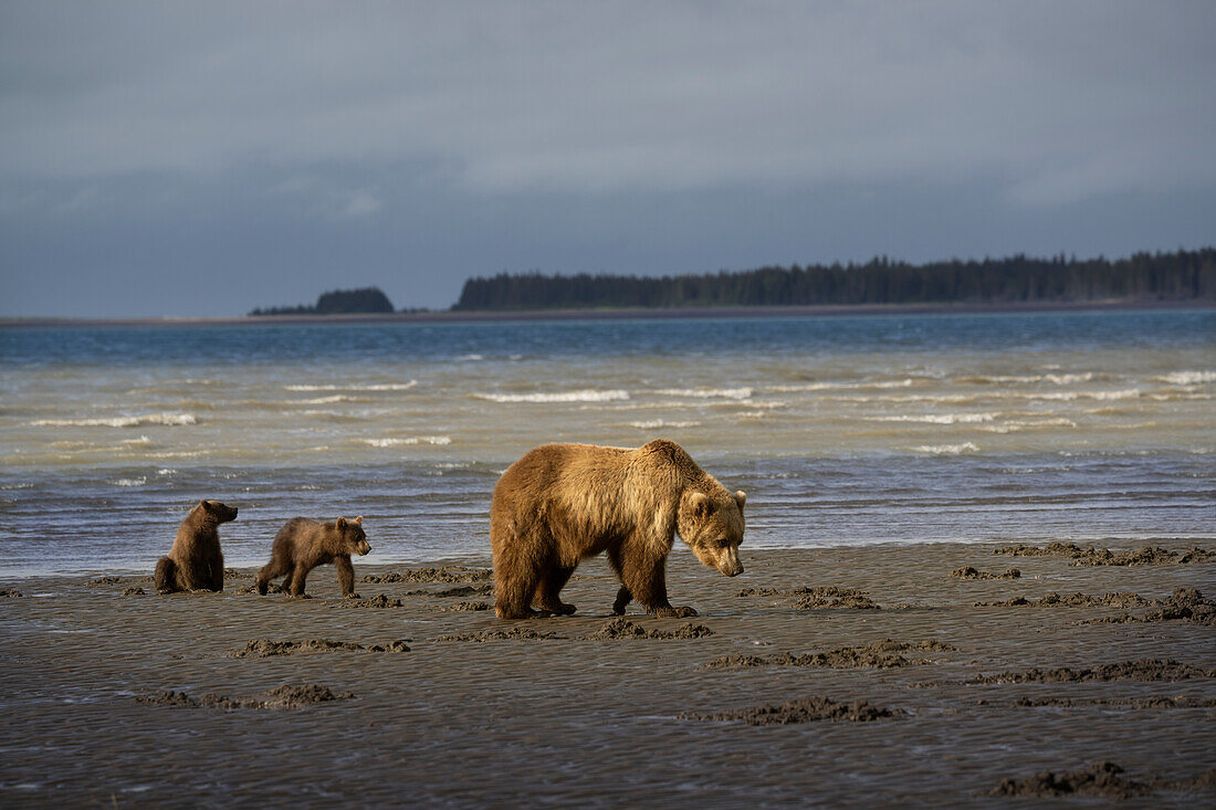 USA, Alaska, Clarksee-Nationalpark. Grizzlybärensau mit Jungen auf der Suche nach Muscheln bei Sonnenaufgang.