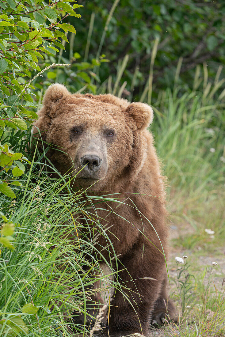 USA, Alaska, Lake Clark National Park. Grizzly bear male close-up.