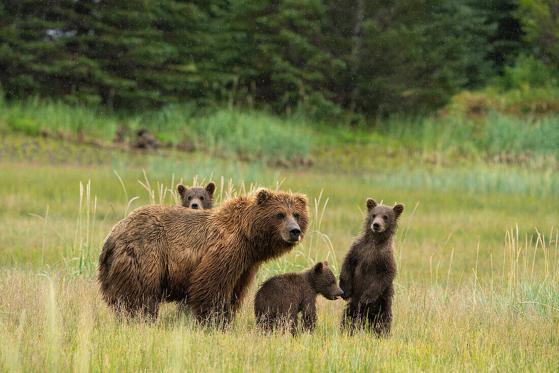 USA, Alaska, Lake Clark National Park. Grizzlybärensau und Jungtiere im Regen.