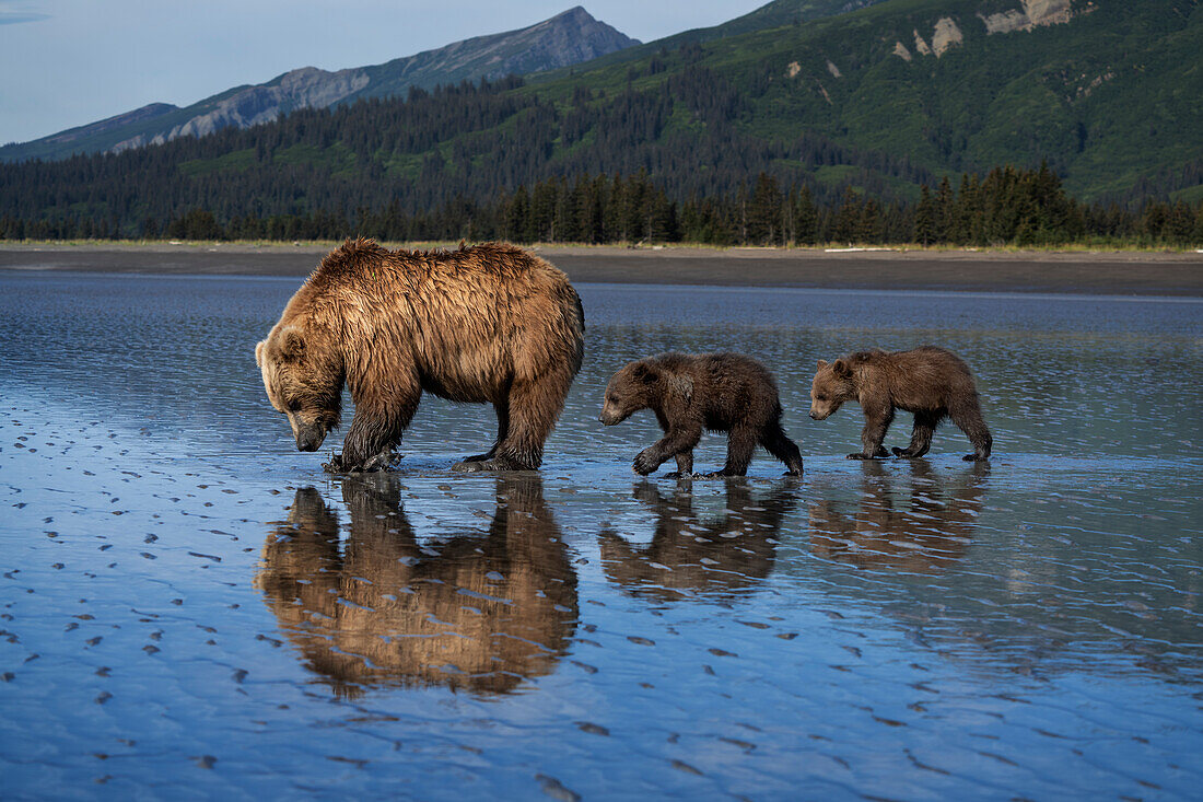 USA, Alaska, Lake Clark National Park. Grizzlybärensau mit Jungen auf der Suche nach Muscheln bei Sonnenaufgang.
