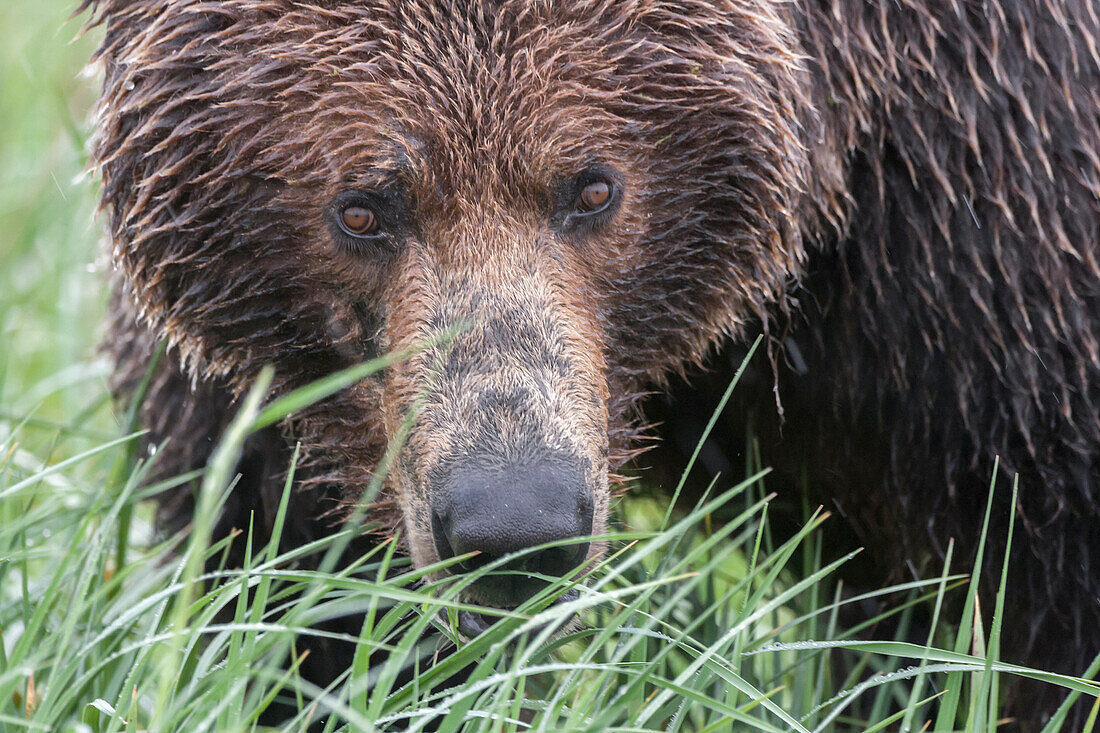 USA, Alaska, Katmai-Nationalpark, Hallo Bay. Braunbär an der Küste, Grizzly, Ursus Arctos. Blickkontakt durch das Gras.