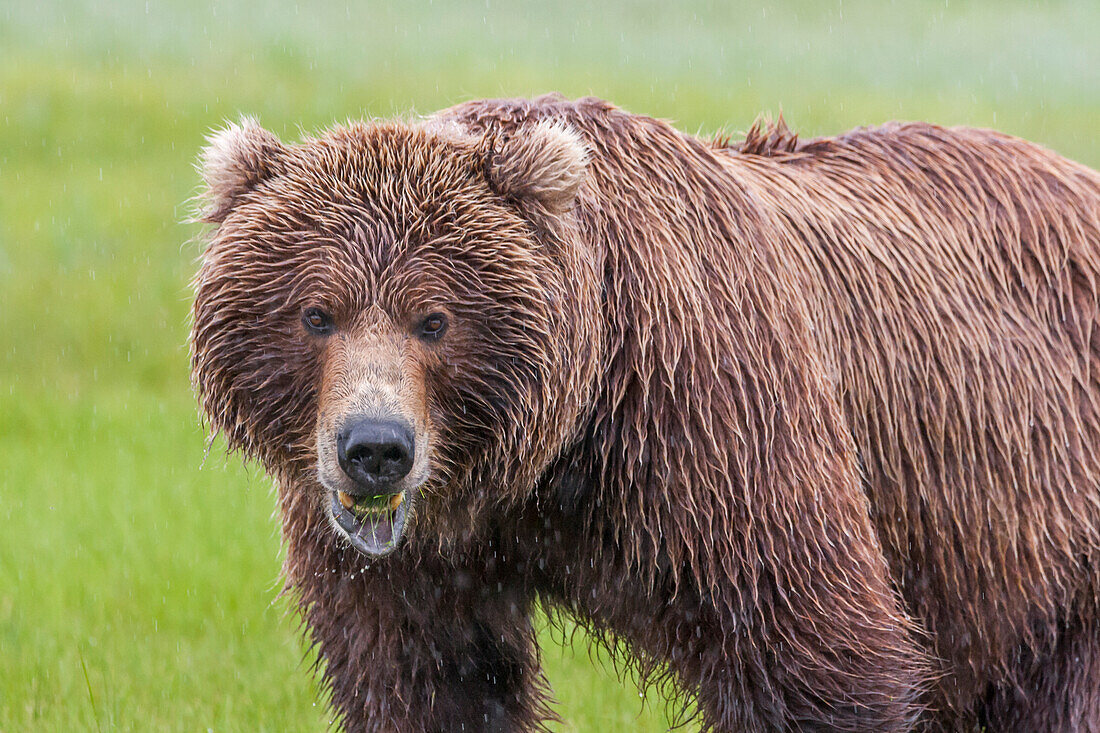 USA, Alaska, Katmai National Park, Hallo Bay. Coastal Brown Bear, Grizzly, Ursus Arctos. Bear eating sedges in a saltwater marsh.