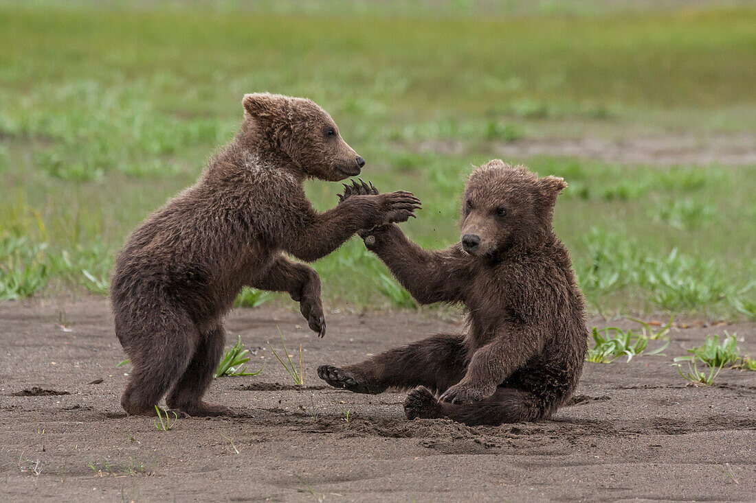 USA, Alaska, Katmai-Nationalpark, Hallo Bay. Küstenbraunbär, Grizzly, Ursus Arctos. Zwei Grizzlybärenjunge spielen und ringen miteinander.