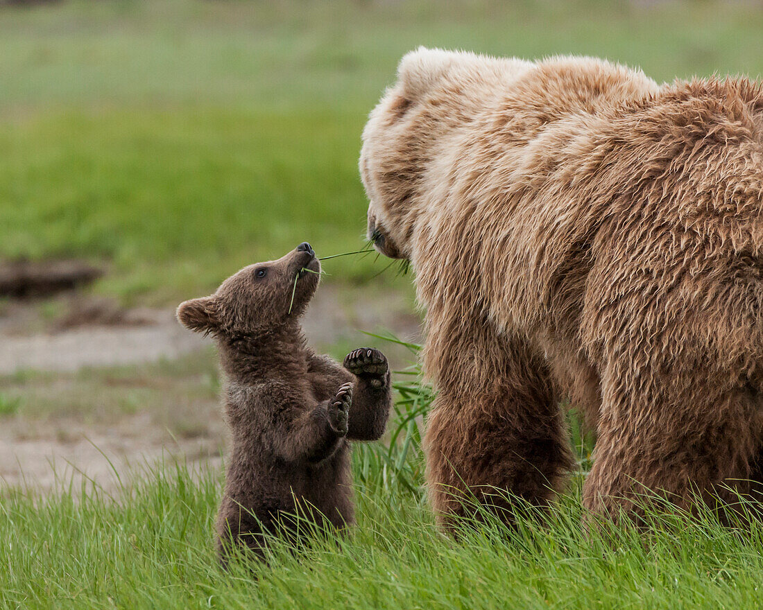 USA, Alaska, Katmai-Nationalpark, Hallo Bay. Küstenbraunbär, Grizzly, Ursus Arctos. Grizzlybärjunges, das zusammen mit seiner Mutter lernt, Seggen zu fressen.