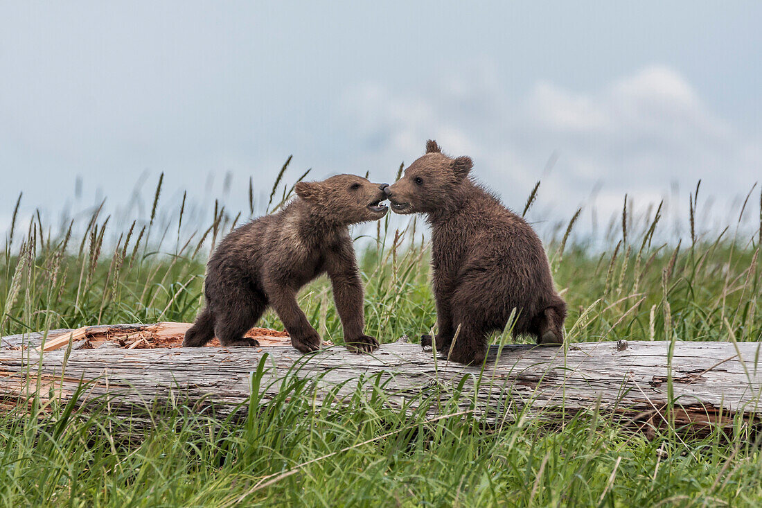 USA, Alaska, Katmai-Nationalpark, Hallo Bay. Küstenbraunbär, Grizzly, Ursus Arctos. Zwei spielende Grizzlybärjunge balancieren auf einem Treibholzstamm.