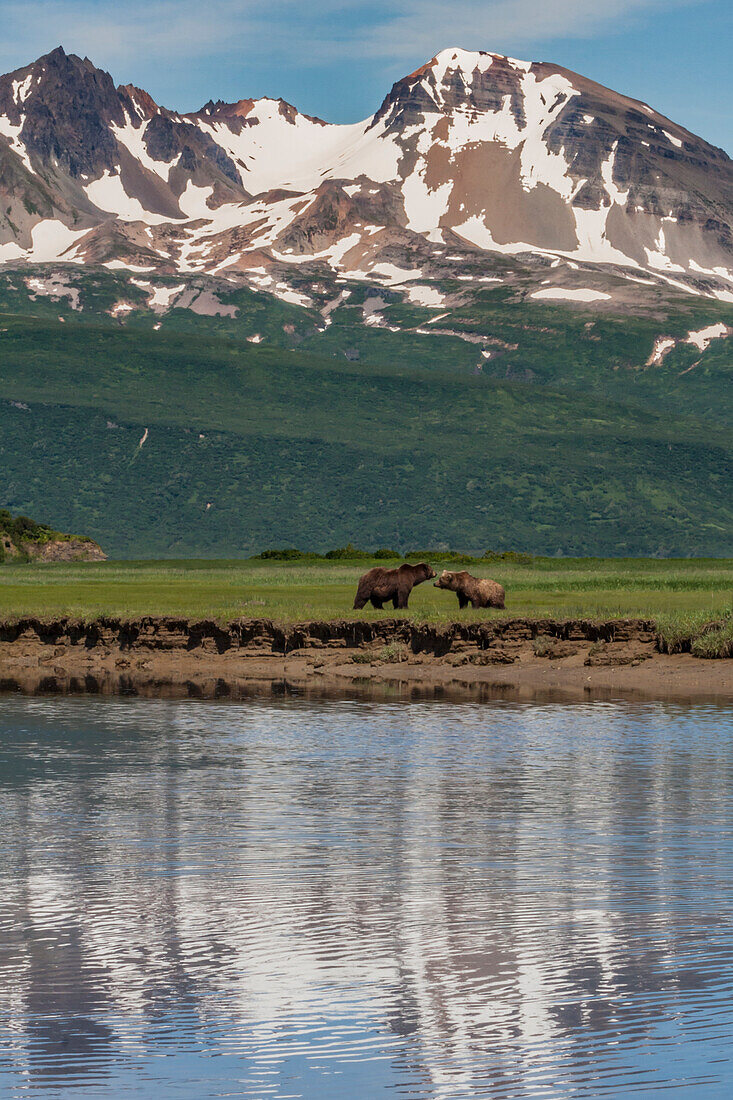 USA, Alaska, Katmai National Park. Coastal Brown Bear, Grizzly, Ursus Arctos. Grizzly bears in salt water marsh by Hallo Bay.