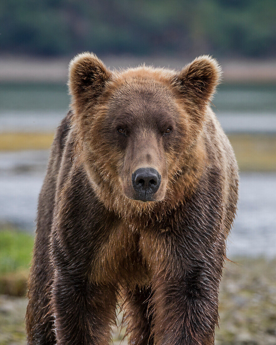 USA, Alaska, Katmai-Nationalpark. Nahaufnahme eines Grizzlybären, Ursus Arctos, der im Geographic Harbor auf die Kamera zugeht.