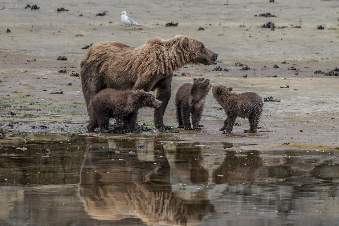 USA, Alaska, Katmai National Park. Grizzly Bear mom with triplet cubs, Ursus Arctos, digging for clams in Kinak Bay.