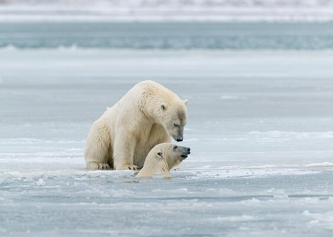 Polar Bears near Kaktovic, Alaska