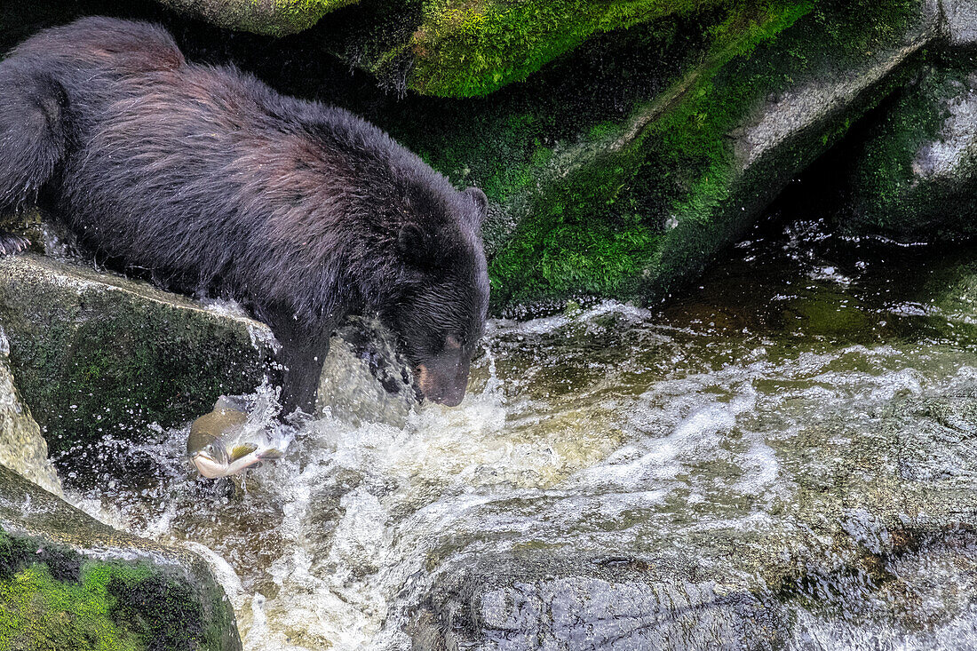 Black Bear, Salmon run, Anan Creek, Wrangell, Alaska, USA