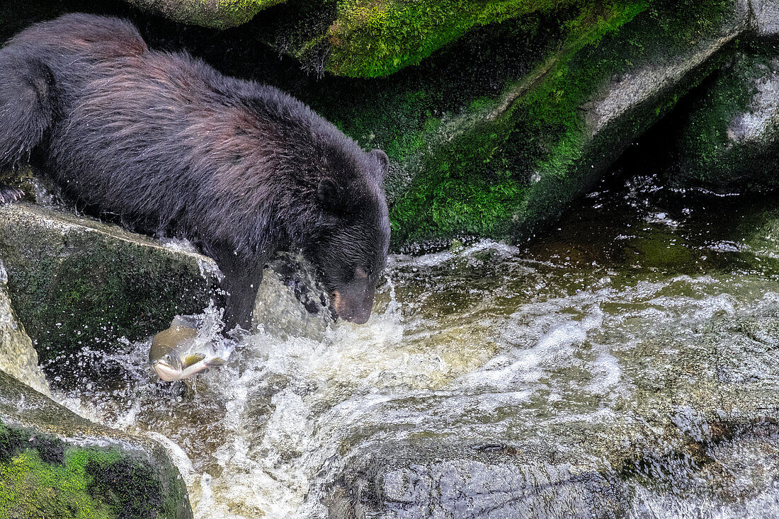 Schwarzer Bär, Lachslauf, Anan Creek, Wrangell, Alaska, USA