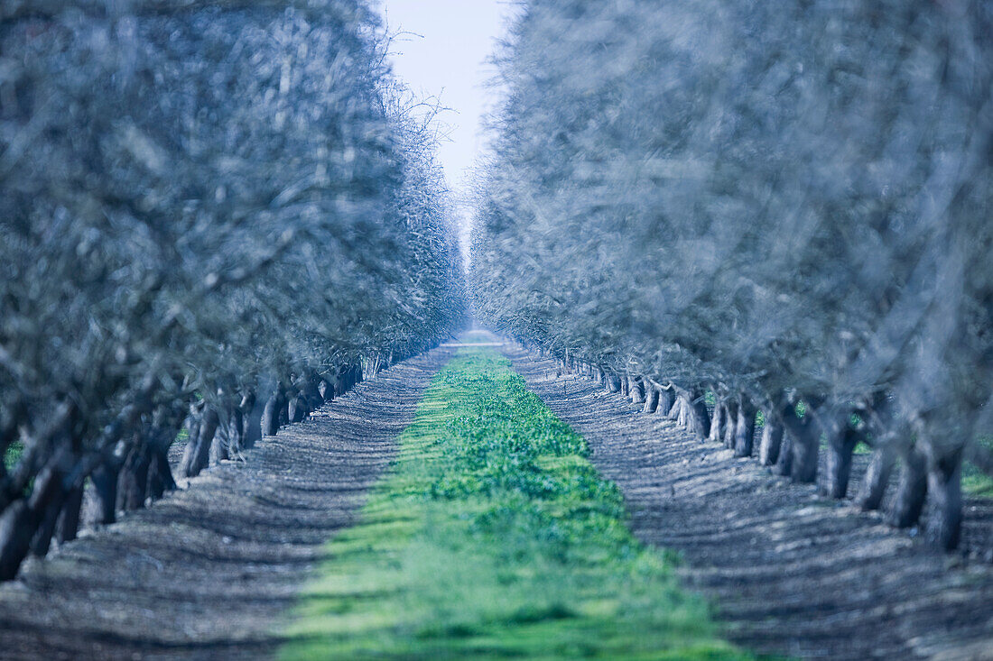 Path through rows of mature almond trees in early spring Almond Orchard