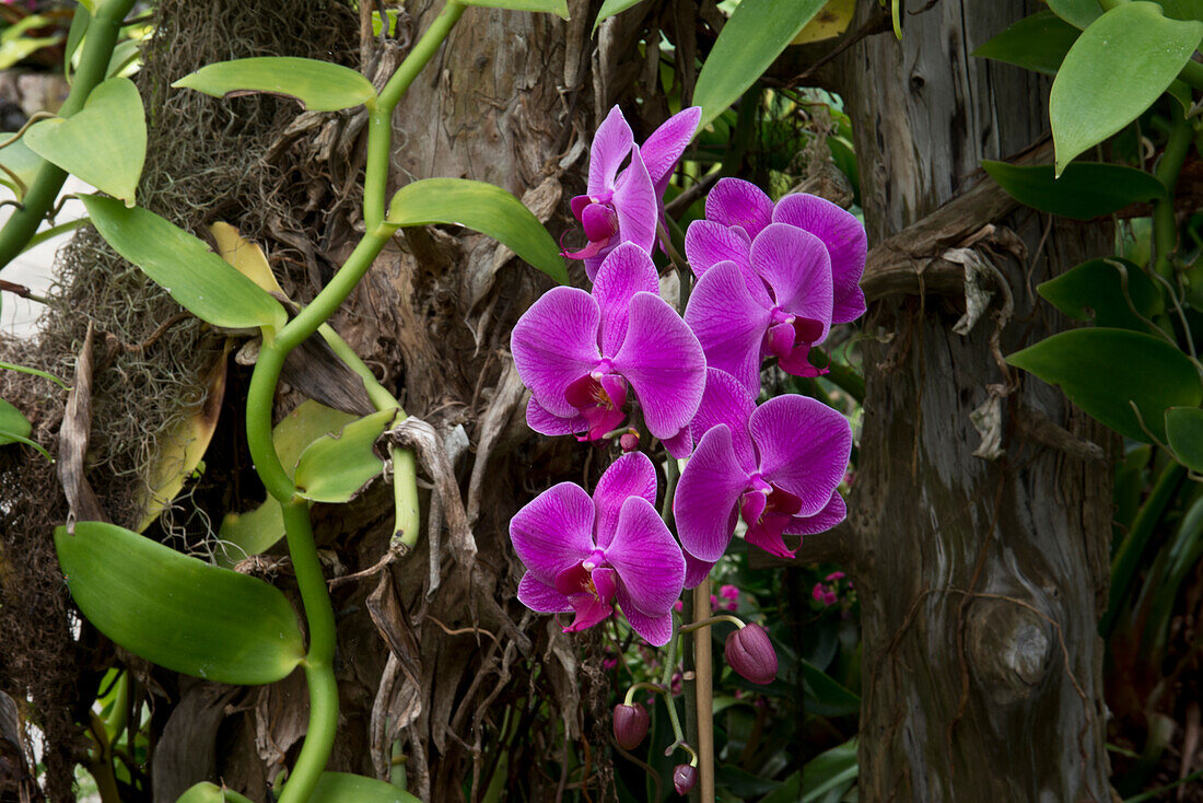 USA, Alabama, Mobile, Bellingrath Gardens and Home, Blumenkonservatorium, Orchidee