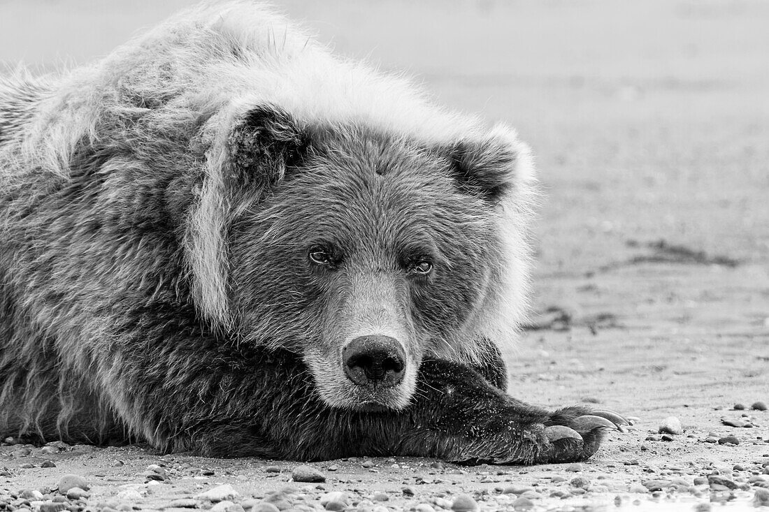 Braunbär ruht am Strand, Silver Salmon Creek, Lake Clark National Park, Alaska.