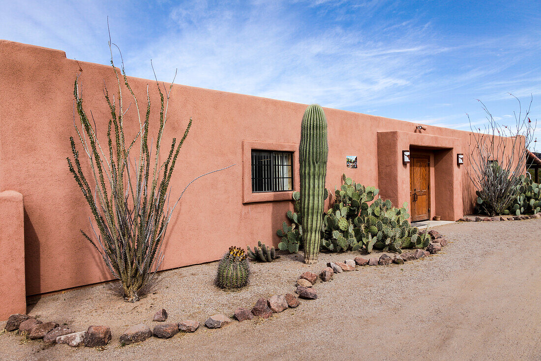 Cactus outside an adobe building, Tucson, Arizona, Usa.