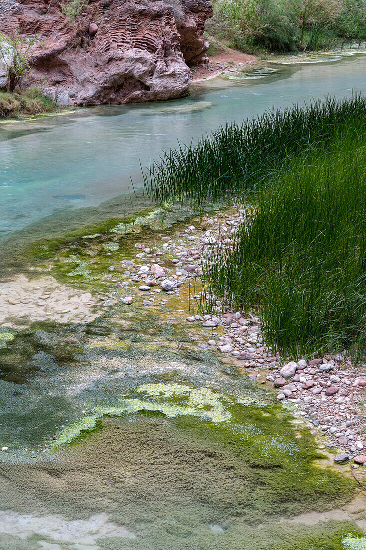 USA, Arizona. Reeds growing along Havasu Creek, Havasu Creek Canyon, Grand Canyon National Park.