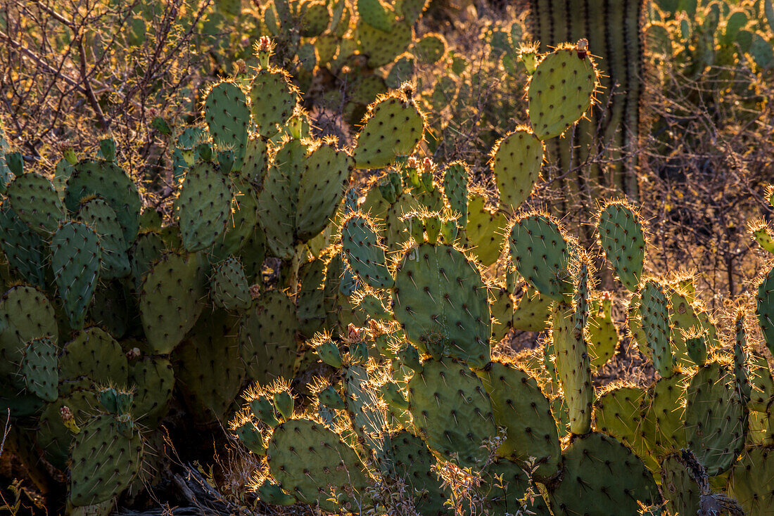 Vereinigte Staaten, Arizona, Tucson, Saguaro-Nationalpark