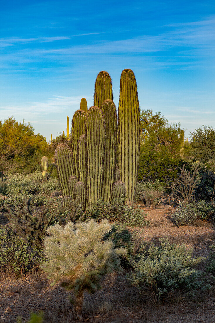 Usa, Arizona, Tucson Bergpark