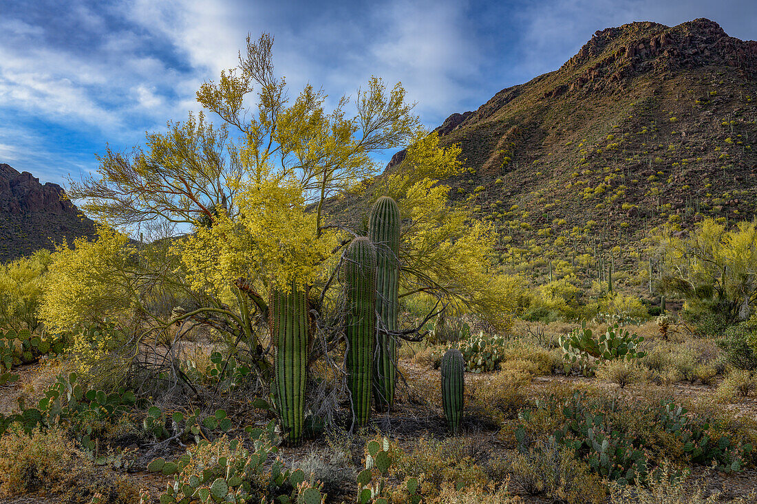 Vereinigte Staaten, Arizona, Tucson Mountain Park