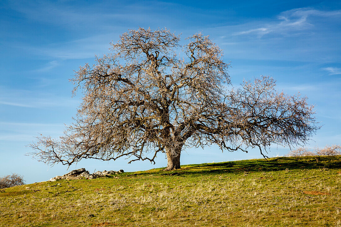 USA, California, Madera County, Majestic live oak along a rural country road
