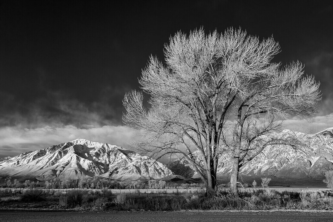 USA, California, Bishop, Mount Tom and a cottonwood tree at sunrise in Round Valley