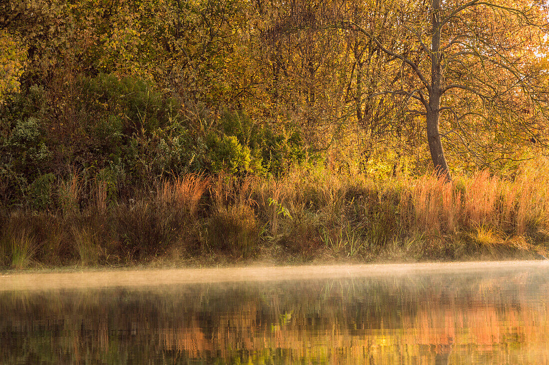 Morgendlicher Blick auf das Ufer des American River und Reflexion der Herbstfarben vom Kajak aus, Sacramento, Kalifornien