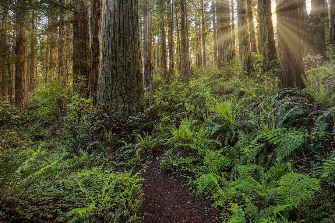 Sunbeams and pathway through ferns and redwood trees, Del Norte Coast Redwoods State Park, Damnation Creek Trail, California