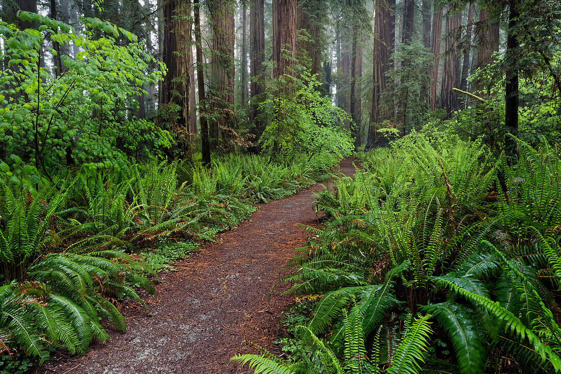 Footpath lined with ferns and mist, Stout Memorial Grove, Jedediah Smith Redwoods National and State Park, California