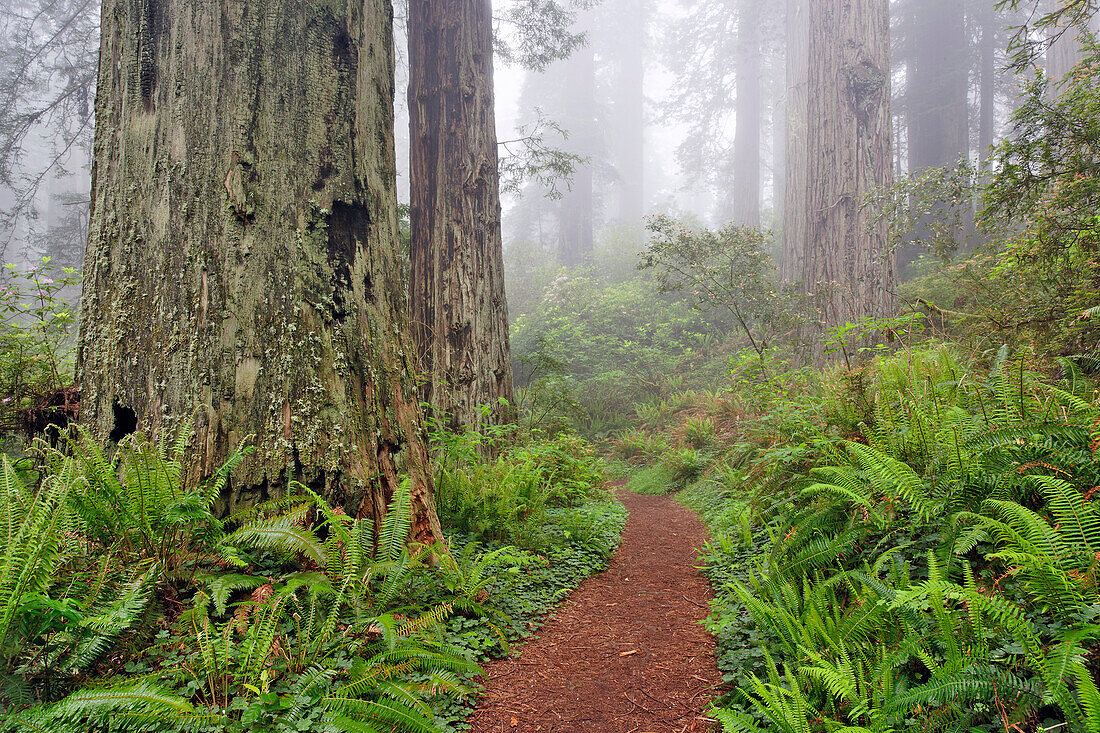 Fußweg durch Redwood-Bäume und pazifischen Rhododendron im Nebel, Redwood National Park, Kalifornien, Damnation Trail.