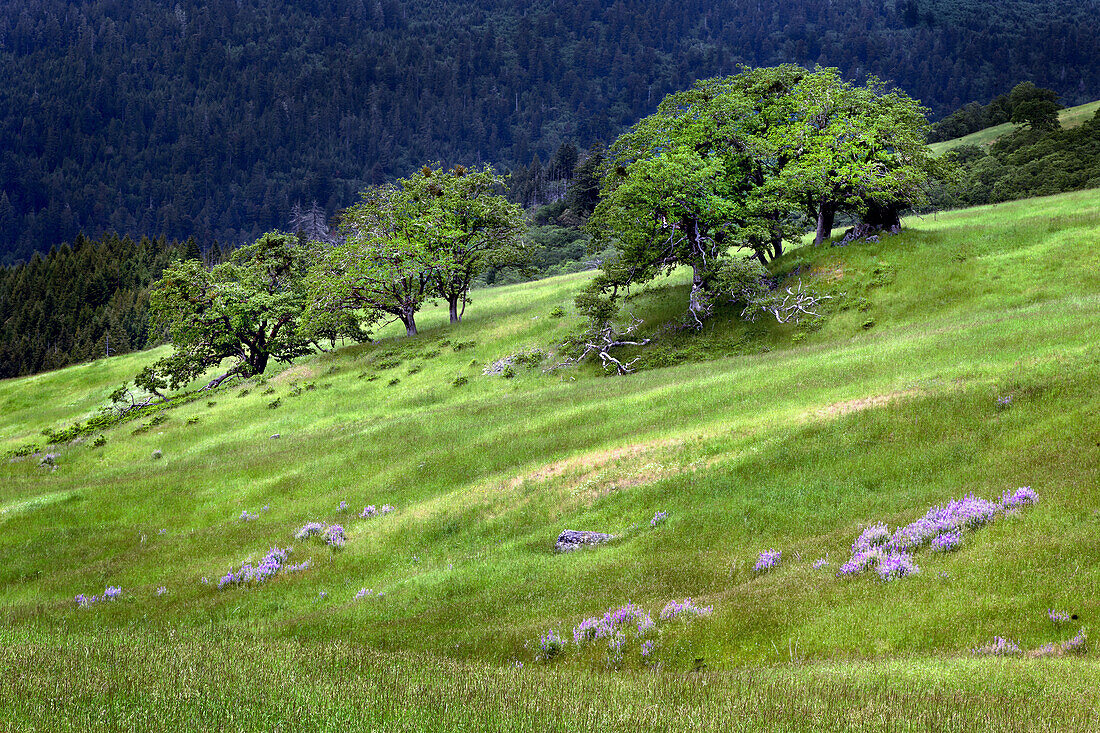 Grasses and trees, Dolason Prairie just off Bald Hills Road, California