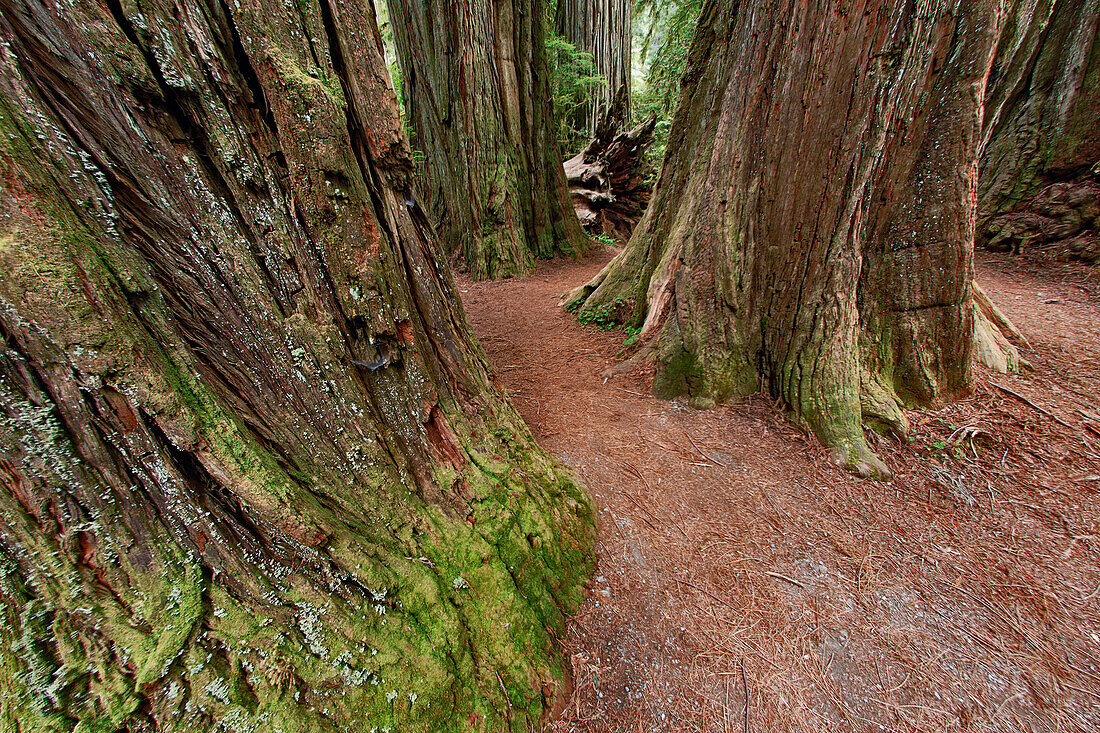 Pfad durch Redwood-Bäume. Redwood-Nationalpark, Kalifornien