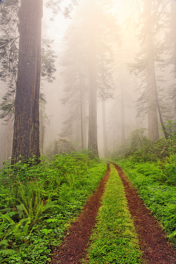 Alte Straße durch nebligen Redwood-Wald, Redwood National Park, Kalifornien