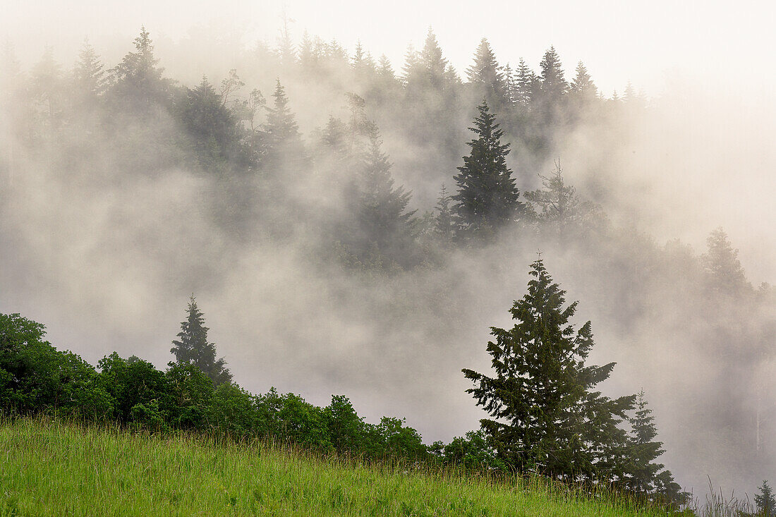 Hillside of evergreen trees among fog, Bald Hills Road, California