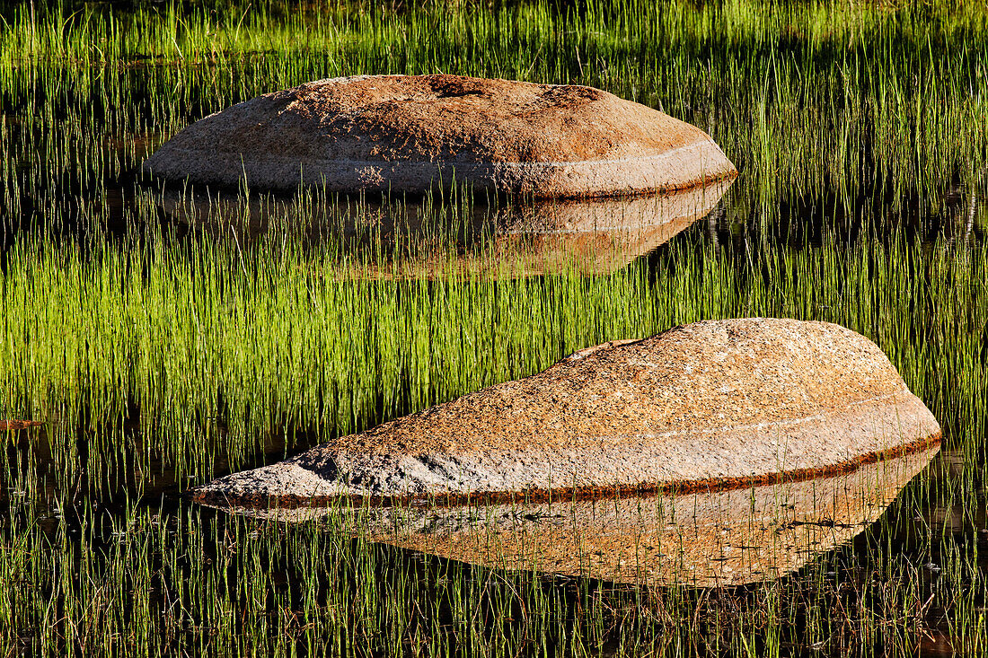 Felsen und Gras im ersten Licht, Tuolumne Meadows, Yosemite National Park, Kalifornien