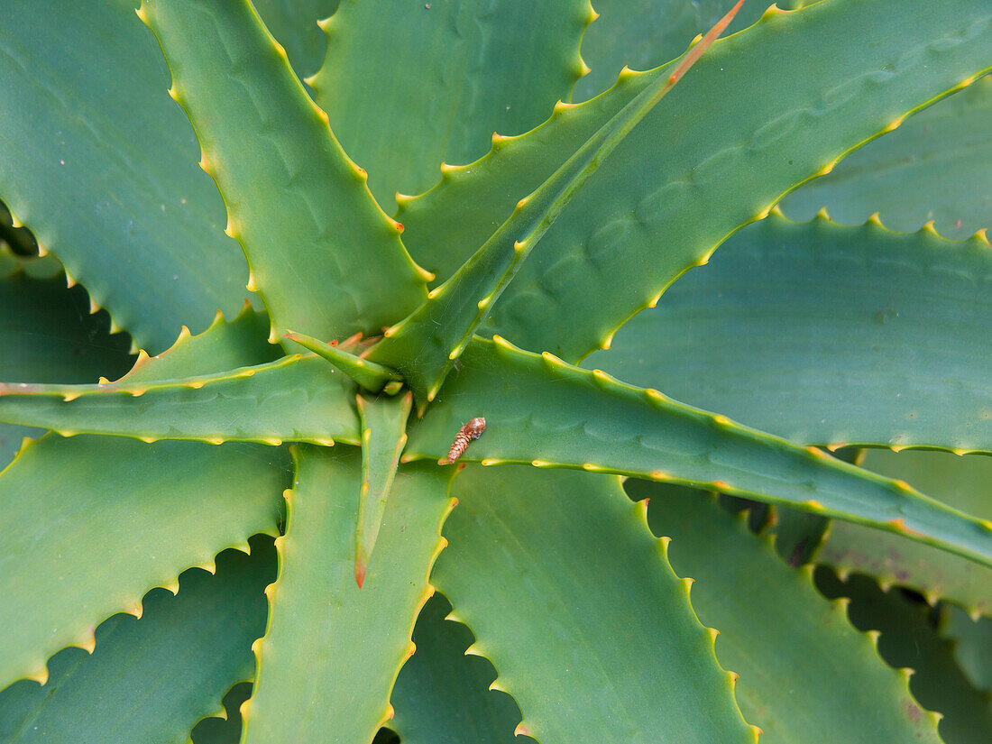 Aloe Plant, Big Sur, California, USA