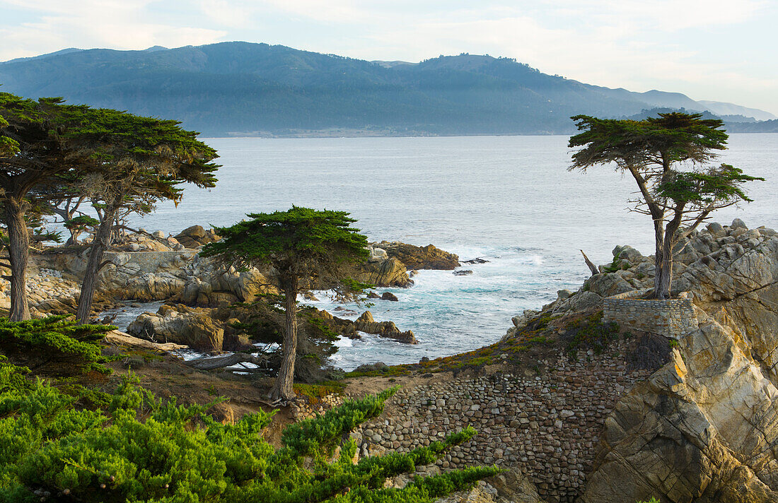 Pebble Beach, Kalifornien, berühmte Lone Elm Zypresse und Meer auf der 17-Meilen-Fahrt, einer der meistfotografierten Bäume Nordamerikas