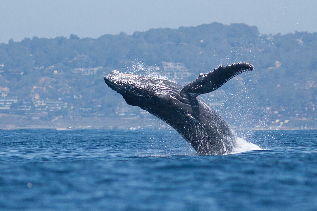USA, Kalifornien, La Jolla. Buckelwal beim Brechen
