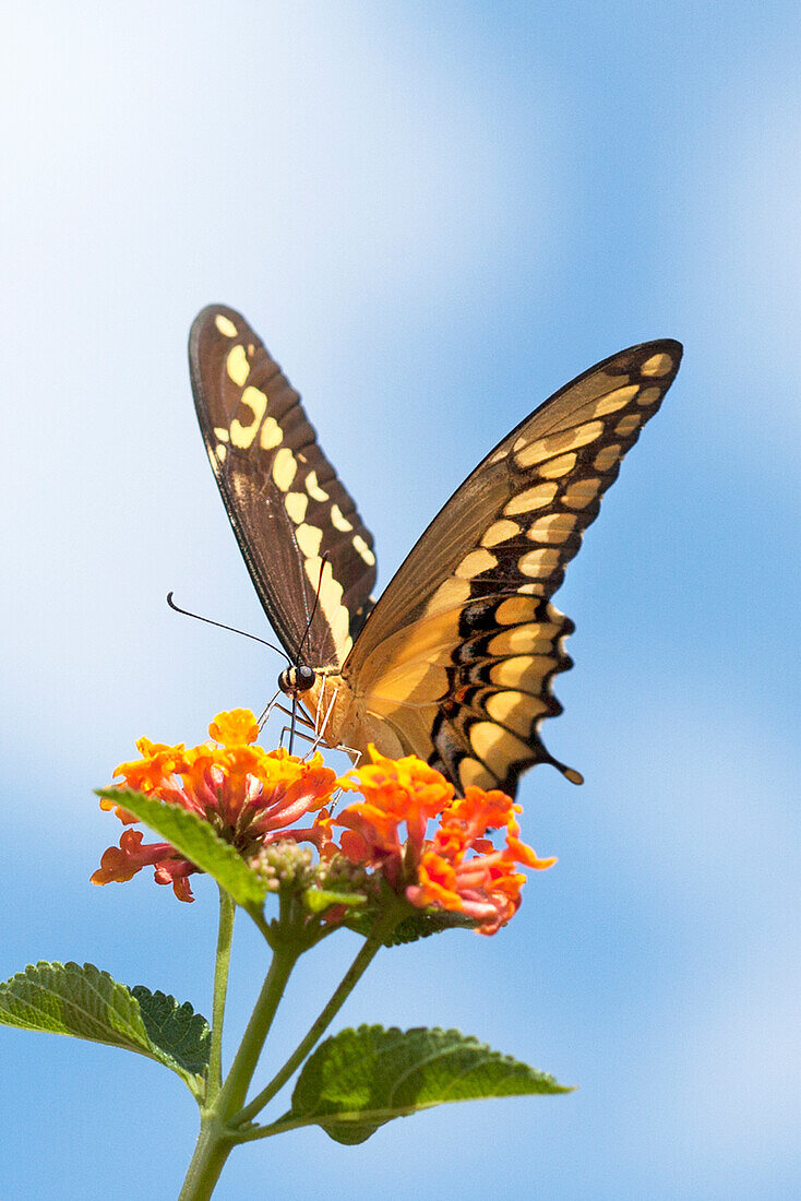 USA, Kalifornien. Anisschwalbenschwanz-Schmetterling auf Blüte