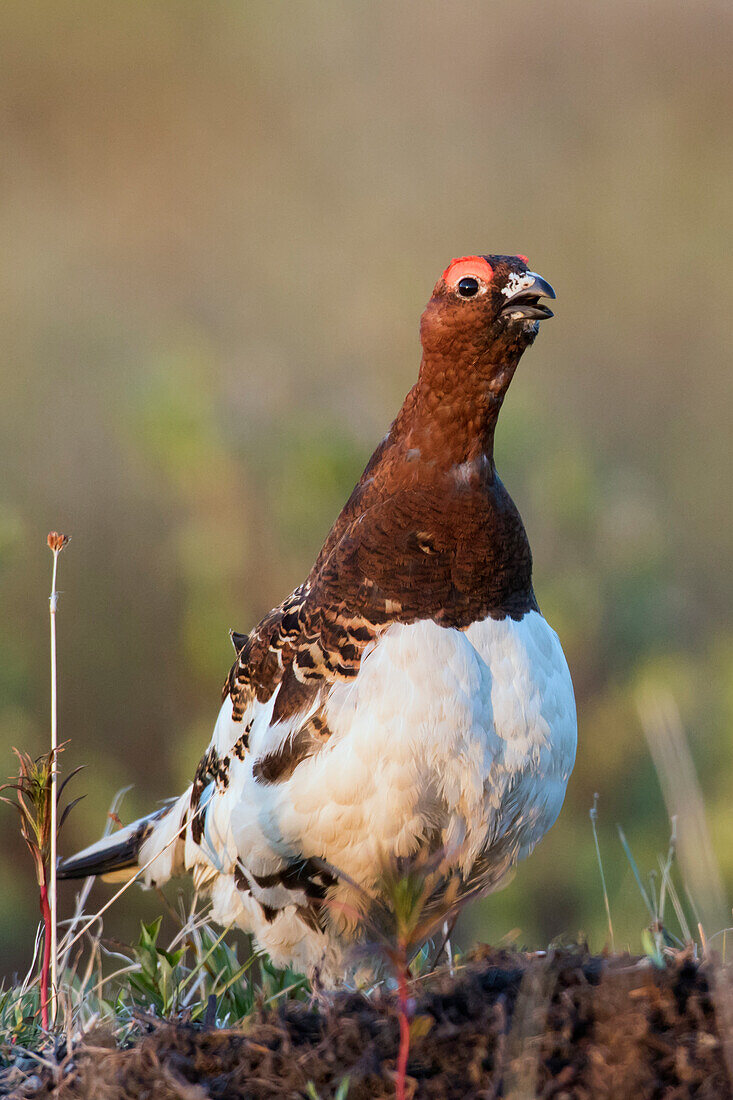 Moorschneehuhn rufend