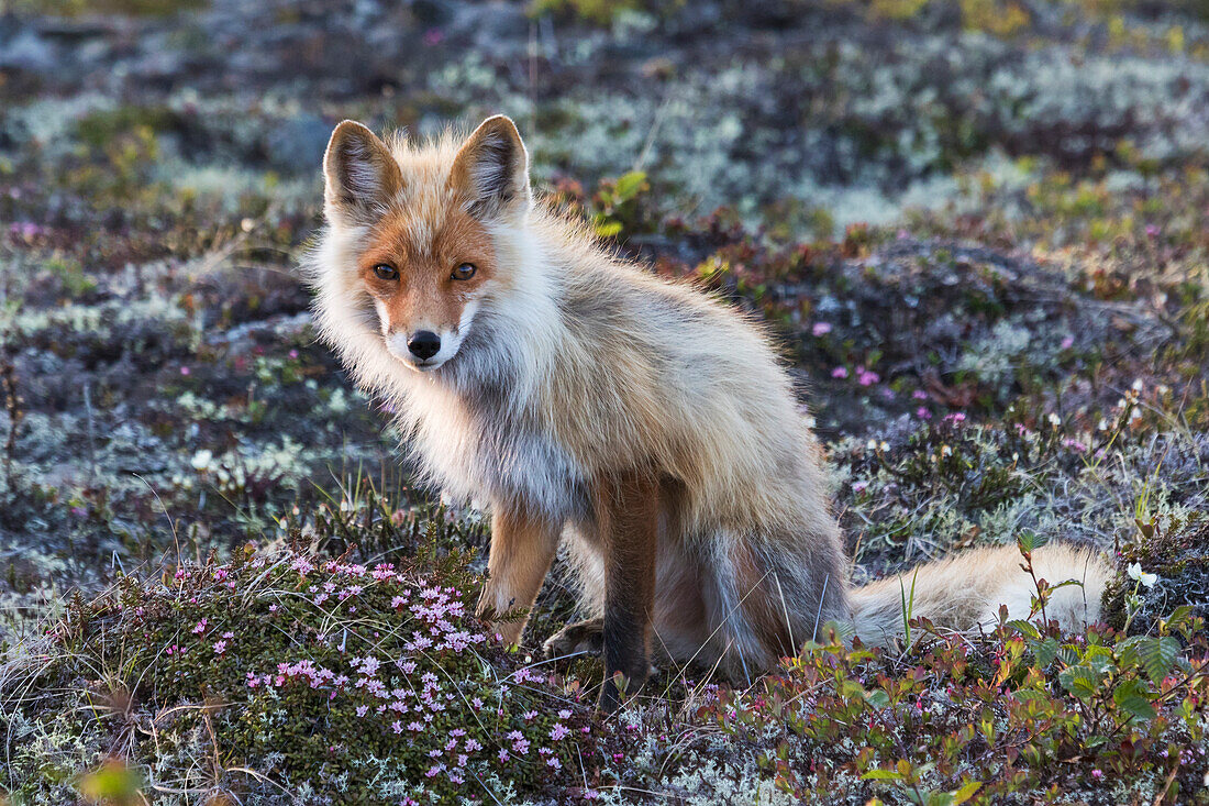 Red Fox, tundra in bloom